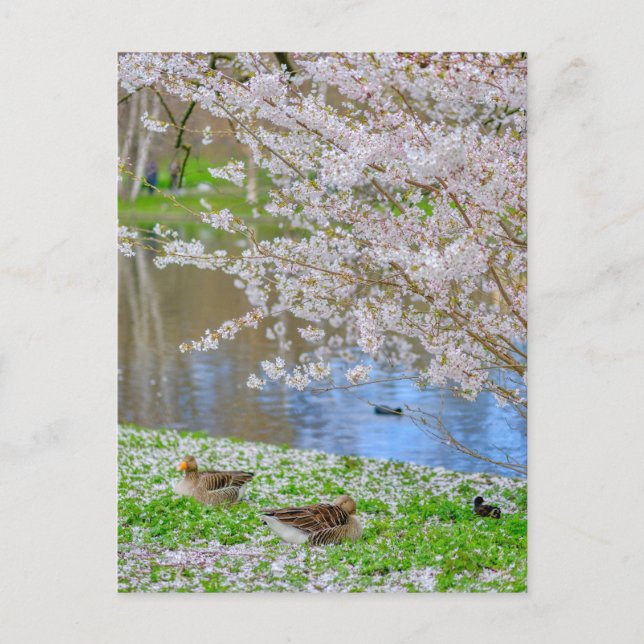 St James's Park London UK Carte postale (Devant)