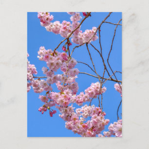 St James's Park London UK Carte postale