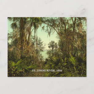 St. Johns River Florida 1898 Foto Postkarte
