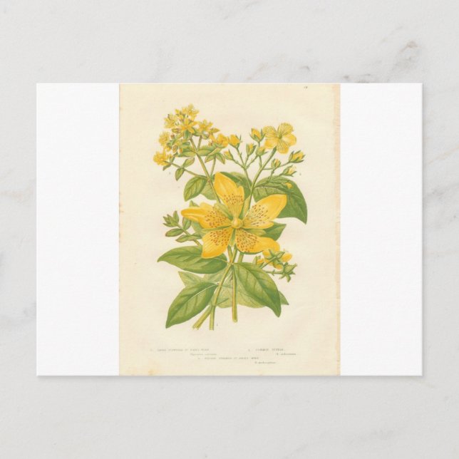 St. John's Wort, carte postale à fleurs botaniques (Devant)