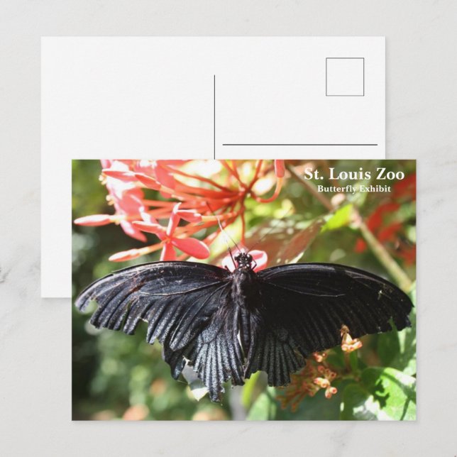 St. Louis Zoo Butterfly Postcard Postkarte (Vorne/Hinten)