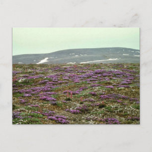 St. Matthew Island, Blackish (oder Lila) Oxytrope Postkarte
