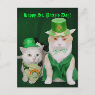 St. Patrick Kätzchen Postkarte