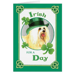St. Patrick's Day Havanese