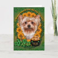St. Patricks - Goldschatz - Yorkshire Terrier