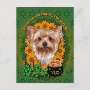 St Patricks - Pot of Gold - Yorkshire Terrier Postkarte