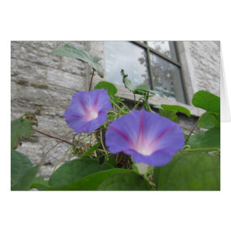 St. Paul's Morgenglorie mit Fenster