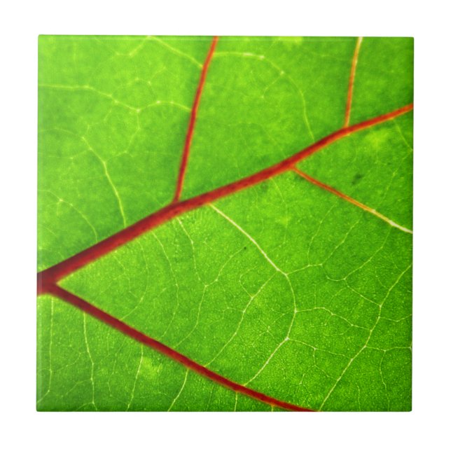 St Thomas 1 Fliese (Vorderseite)