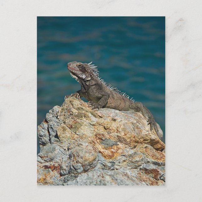 St. Thomas , Iguana Postkarte (Vorderseite)