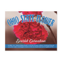Staat Blume Ohio Scarlet Carnation