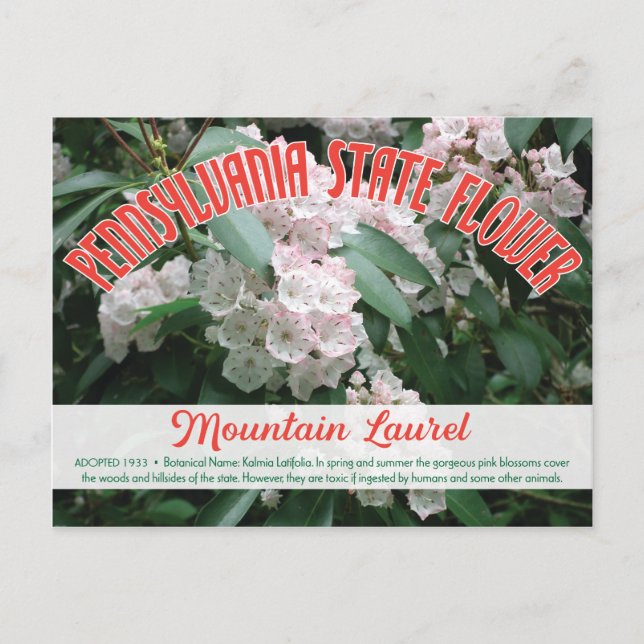 Staat Blume Pennsylvania Bergland Postkarte (Vorderseite)