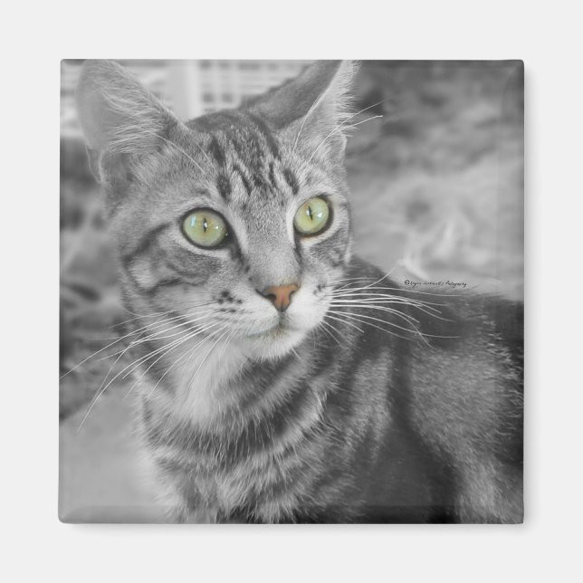 Staat des Wunders Magnet (Vorne)