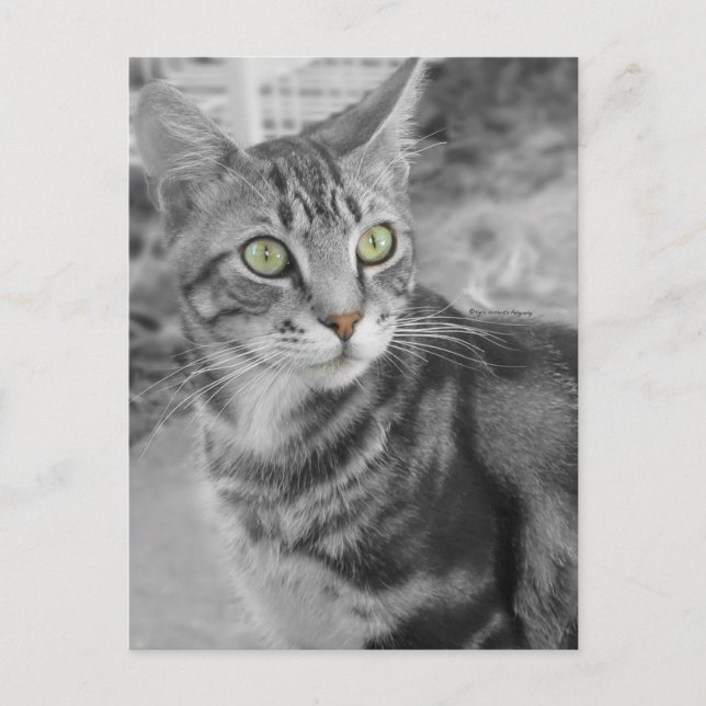 Staat des Wunders Postkarte (Vorderseite)