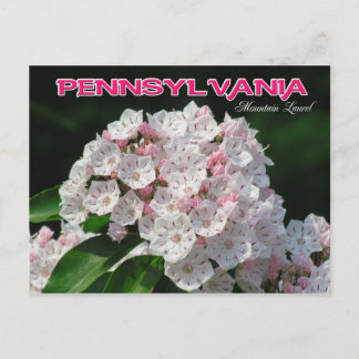 Staat Pennsylvania Blume: Berg Laurel Postkarte