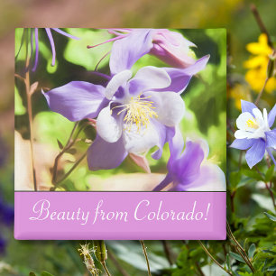 Staatsblume Colorado Rocky Mountain Columbine Magnet