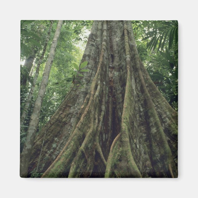 Stachelbaum im Regenwald, Corcovado Magnet (Vorne)