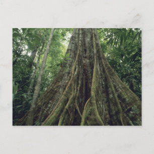 Stachelbaum im Regenwald, Corcovado Postkarte