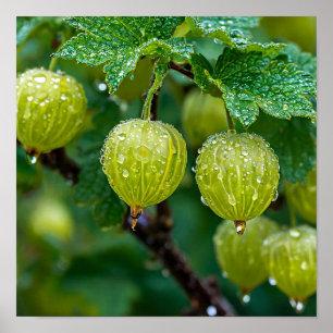 Stachelbeer Frucht Illustration Farmhaus Botanik Poster