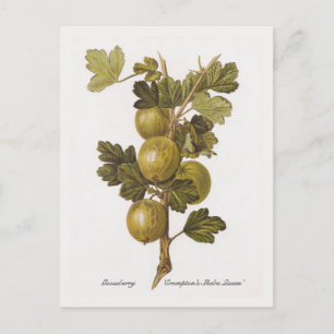 Stachelbeere 'Crompton's Sheba Queen' Postkarte