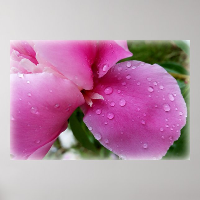 Stachelblatt im Regen Poster (Vorne)