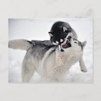 Stachelhäuter Postkarte