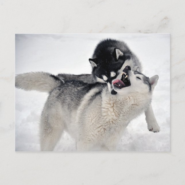 Stachelhäuter Postkarte (Vorderseite)