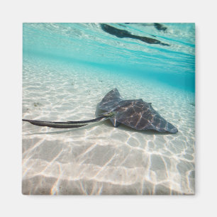 Stachelrochen Magnet