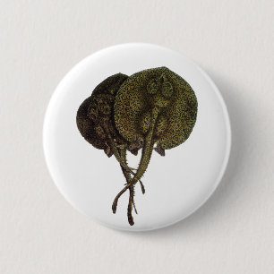 Stachelrochen Stingrays, Vintage Meeresleben Tiere Button
