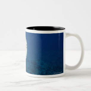 Stachelschwein-Fische Zweifarbige Tasse