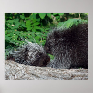 Stachelschwein - Mama und Baby Poster