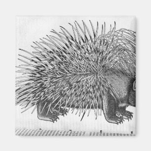 Stachelschwein, von 'Historia Animalium Magnet