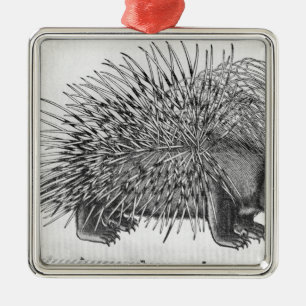 Stachelschwein, von 'Historia Animalium Silbernes Ornament