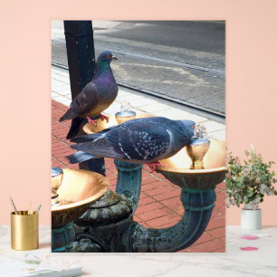 Stadtbrunnen Tauben Acrylschild