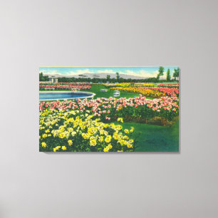 Städtischer Rosen-Garten in Santa Clara County Leinwanddruck