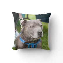 Staffie Wurfs-Kissen