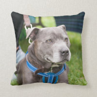 Staffie Wurfs-Kissen