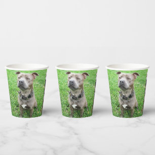 Staffordshire Bull Terrier Achtung: Pappbecher