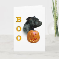 Staffordshire Bull Terrier Boo