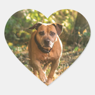 Staffordshire bull terrier Herz-Aufkleber