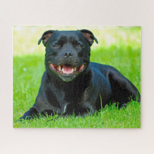 Staffordshire Bull Terrier Hund.