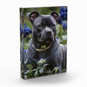 Staffordshire Bull Terrier in Blue Rose Garden, Fotoblock