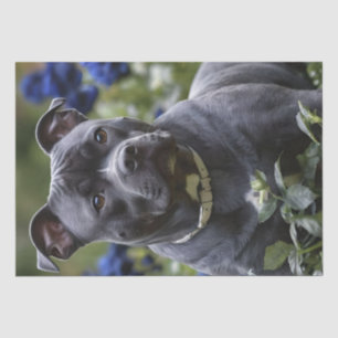 Staffordshire Bull Terrier in Blue Rose Garden, Seidenpapier