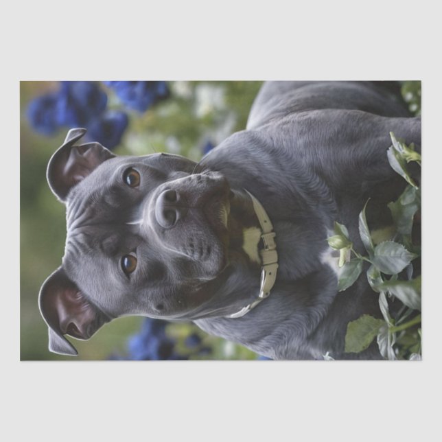Staffordshire Bull Terrier in Blue Rose Garden, Seidenpapier (Vorderseite)