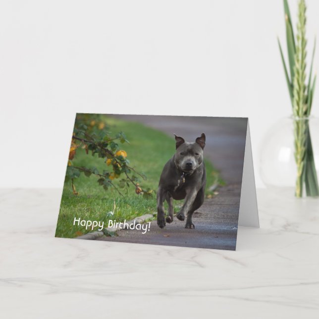 Staffordshire Bull Terrier Karte (Vorderseite)