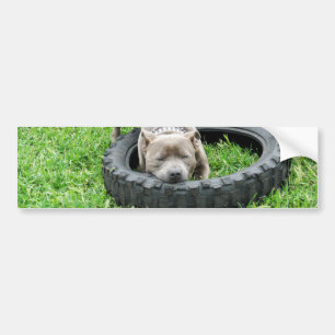 Staffordshire Bull Terrier, One Chomp, Autoaufkleber