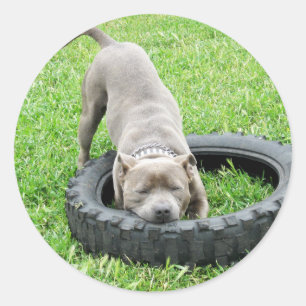 Staffordshire Bull Terrier, One Chomp, Runder Aufkleber