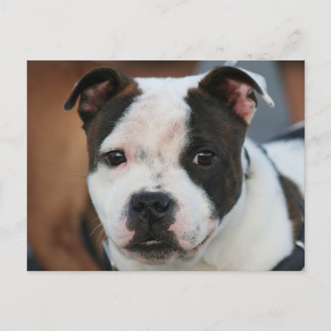 Staffordshire Bull Terrier Postcard Postkarte (Vorderseite)