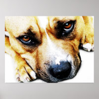 Staffordshire Bull Terrier