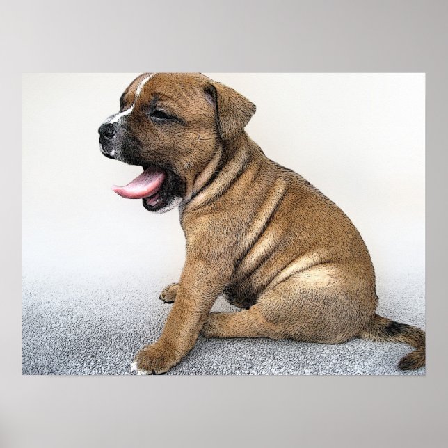 Staffordshire Bull Terrier Puppy, Art Print Poster (Vorne)