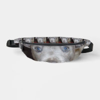 Staffordshire Bull Terrier Puppy Face,